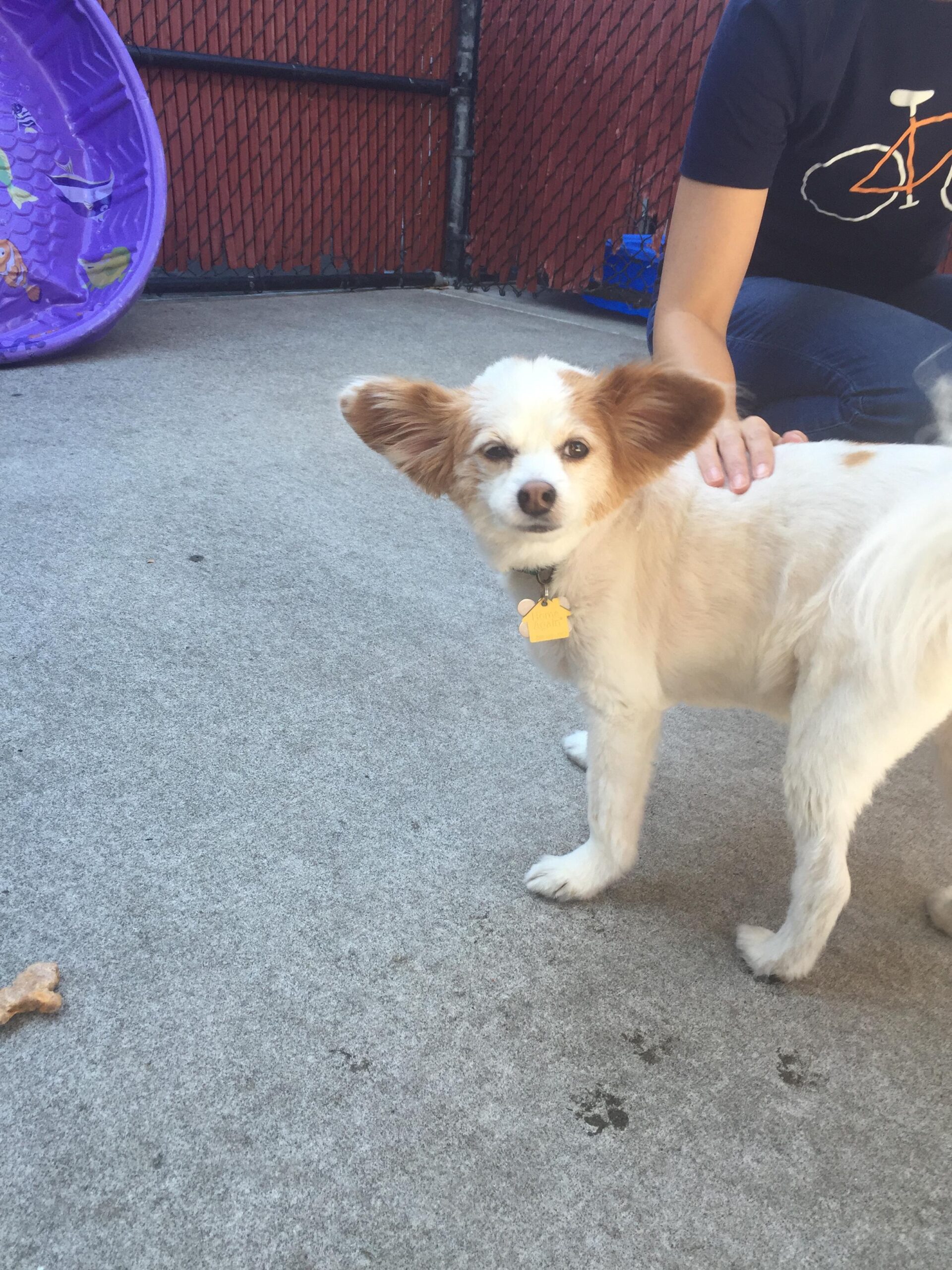 volunteer for Oregon Humane Society